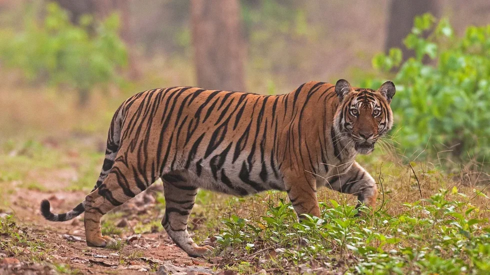 observe_rrq4jd 980x551